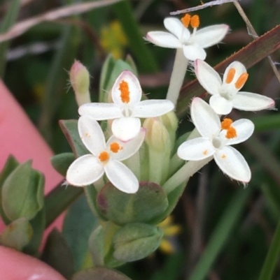 Pimelea linifolia subsp. caesia (Slender Rice Flower) at Yaouk, NSW - 27 Nov 2021 by Ned_Johnston