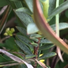 Pimelea linifolia subsp. caesia at Yaouk, NSW - suppressed