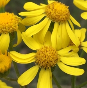 Senecio pinnatifolius var. alpinus at Yaouk, NSW - 28 Nov 2021