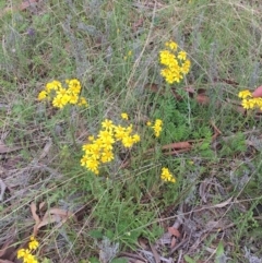 Senecio pinnatifolius var. alpinus at Yaouk, NSW - 28 Nov 2021