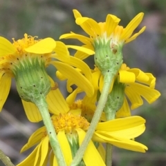 Senecio pinnatifolius var. alpinus at Yaouk, NSW - 28 Nov 2021