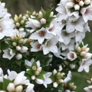 Epacris breviflora at Yaouk, NSW - suppressed