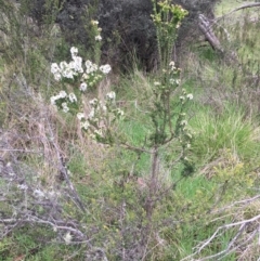 Epacris breviflora at Yaouk, NSW - 28 Nov 2021