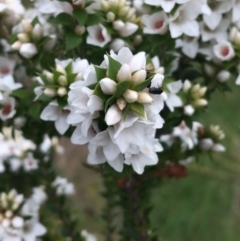 Epacris breviflora at Yaouk, NSW - 28 Nov 2021