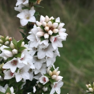 Epacris breviflora at Yaouk, NSW - 28 Nov 2021