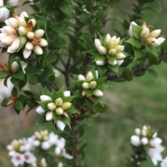 Epacris breviflora at Yaouk, NSW - suppressed