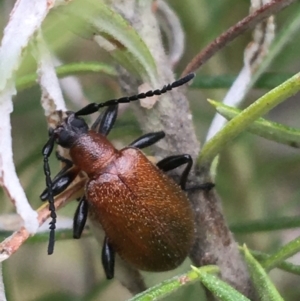 Ecnolagria grandis at Yaouk, NSW - 28 Nov 2021