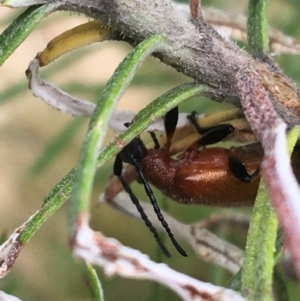 Ecnolagria grandis at Yaouk, NSW - 28 Nov 2021