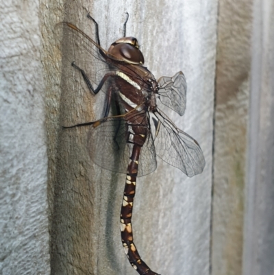 Adversaeschna brevistyla (Blue-spotted Hawker) at Turner, ACT - 28 Nov 2021 by LD12