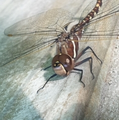 Adversaeschna brevistyla at Turner, ACT - 29 Nov 2021 07:39 AM
