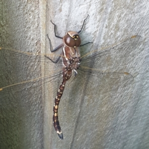 Adversaeschna brevistyla at Turner, ACT - 29 Nov 2021 07:39 AM
