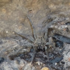 Unidentified Other hunting spider at Borough, NSW - 28 Nov 2021 by Paul4K