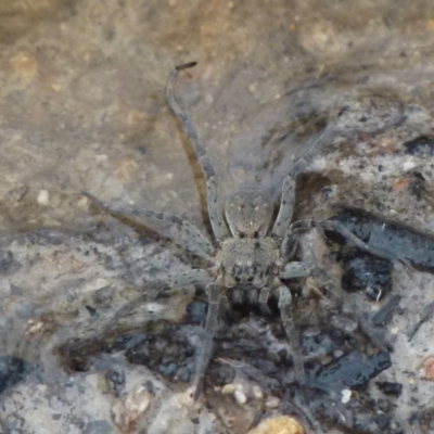 Mituliodon tarantulinus at Boro - 28 Nov 2021 by Paul4K