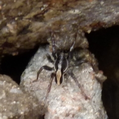 Lycosidae (family) (Wolf spider) at Borough, NSW - 28 Nov 2021 by Paul4K