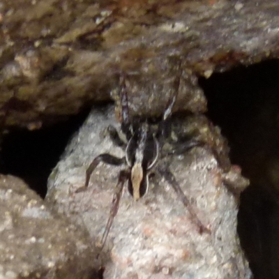 Lycosidae (family) (Wolf spider) at Borough, NSW - 28 Nov 2021 by Paul4K