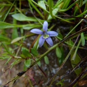 Isotoma fluviatilis subsp. australis at Boro, NSW - 28 Nov 2021