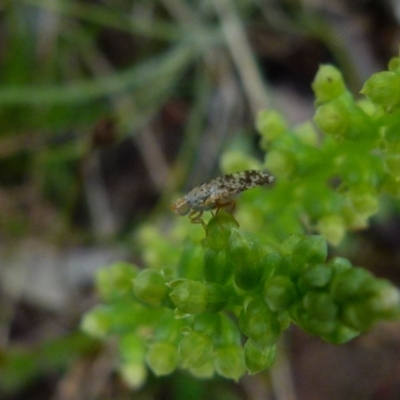 Tephritidae sp. (family) (Unidentified Fruit or Seed fly) at Boro, NSW - 28 Nov 2021 by Paul4K