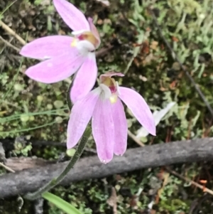 Caladenia carnea at Yaouk, NSW - 28 Nov 2021