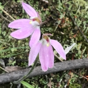 Caladenia carnea at Yaouk, NSW - 28 Nov 2021