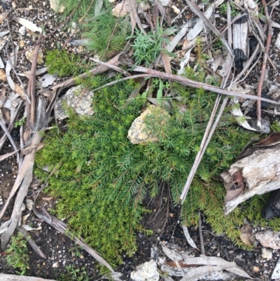 Persoonia chamaepeuce (Dwarf Geebung) at Yaouk, NSW - 28 Nov 2021 by Ned_Johnston