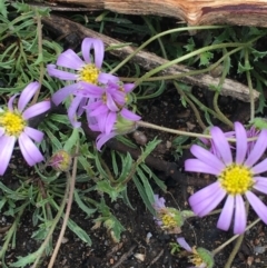 Calotis scabiosifolia var. integrifolia (Rough Burr-daisy) at Yaouk, NSW - 28 Nov 2021 by Ned_Johnston