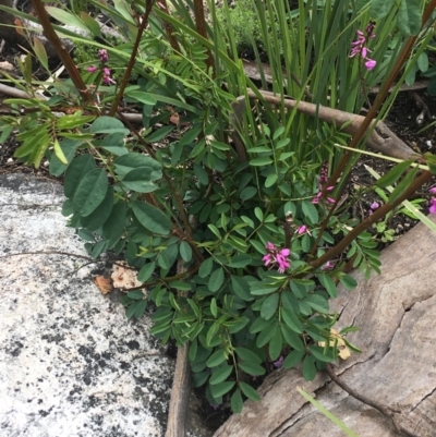 Indigofera australis subsp. australis (Australian Indigo) at Yaouk, NSW - 28 Nov 2021 by Ned_Johnston