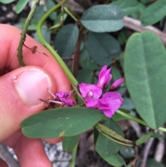 Indigofera australis subsp. australis at Yaouk, NSW - 28 Nov 2021 11:38 AM