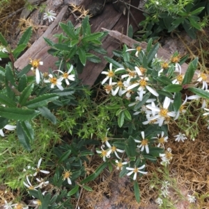 Olearia erubescens at Yaouk, NSW - 28 Nov 2021