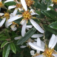 Olearia erubescens at Yaouk, NSW - 28 Nov 2021