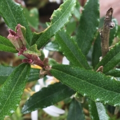 Olearia erubescens at Yaouk, NSW - 28 Nov 2021