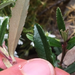 Olearia erubescens at Yaouk, NSW - 28 Nov 2021