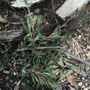 Hibbertia obtusifolia at Yaouk, NSW - 28 Nov 2021