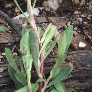 Hibbertia obtusifolia at Yaouk, NSW - 28 Nov 2021 11:40 AM