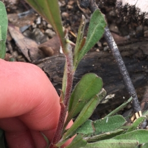 Hibbertia obtusifolia at Yaouk, NSW - 28 Nov 2021 11:40 AM