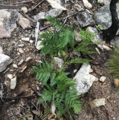 Pteridium esculentum (Bracken) at Yaouk, NSW - 28 Nov 2021 by NedJohnston