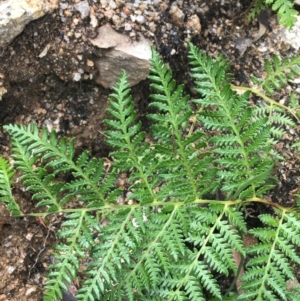 Pteridium esculentum at Yaouk, NSW - 28 Nov 2021