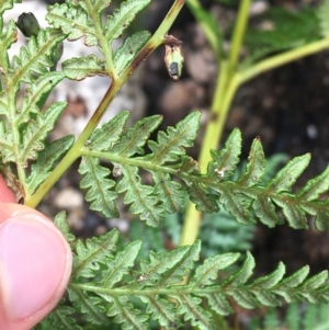 Pteridium esculentum at Yaouk, NSW - 28 Nov 2021