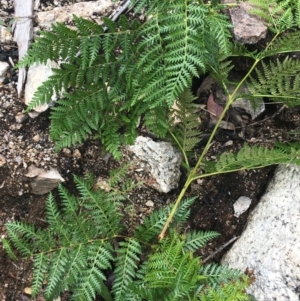 Pteridium esculentum at Yaouk, NSW - 28 Nov 2021