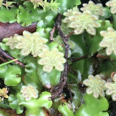 Marchantia sp. (genus) (A Liverwort) at Yaouk, NSW - 28 Nov 2021 by Ned_Johnston