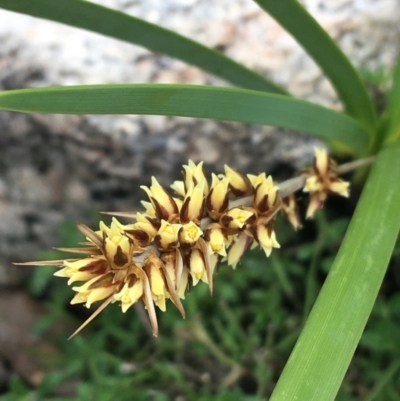 Lomandra sp. (A Matrush) at Yaouk, NSW - 28 Nov 2021 by Ned_Johnston