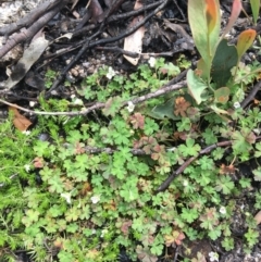 Geranium obtusisepalum at Yaouk, NSW - 28 Nov 2021 11:58 AM