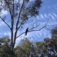 Zanda funerea at Bruce, ACT - 29 Nov 2021 09:56 AM