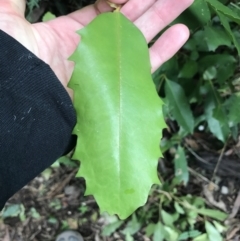 Doryphora sassafras at Bundanoon, NSW - 14 Nov 2021 by Tapirlord