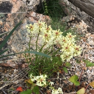 Stackhousia monogyna at Yaouk, NSW - 28 Nov 2021