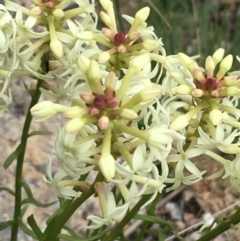 Stackhousia monogyna at Yaouk, NSW - 28 Nov 2021