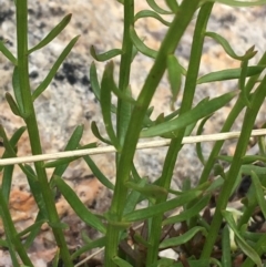 Stackhousia monogyna at Yaouk, NSW - 28 Nov 2021