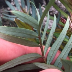 Polyscias sambucifolia at Yaouk, NSW - 28 Nov 2021 12:12 PM