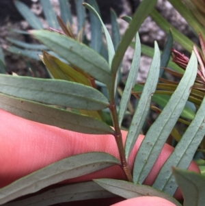 Polyscias sambucifolia at Yaouk, NSW - 28 Nov 2021 12:12 PM