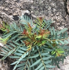 Polyscias sambucifolia at Yaouk, NSW - 28 Nov 2021 12:12 PM