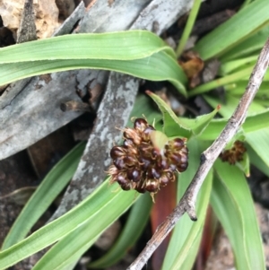 Luzula ovata at Yaouk, NSW - 28 Nov 2021